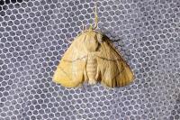 Apoda limacodes