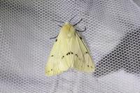 Spilarctia lutea