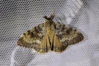 Lymantria dispar