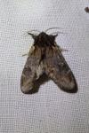 Notodonta dromedarius