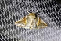 Habrosyne pyritoides