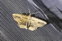 Menophra abruptaria