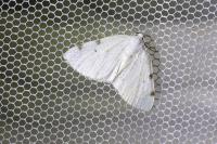 Lomographa bimaculata