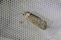 Spodoptera exigua