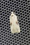 Agonopterix alstroemeriana