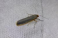 Manulea complana