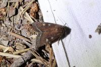 Lacanobia oleracea