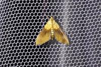 Agrotera nemoralis