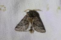 Thaumetopoea pityocampa