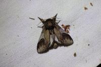 Notodonta ziczac