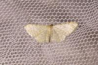 Idaea fuscovenosa