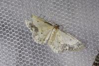 Idaea trigeminata