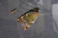 Noctua janthe/janthina