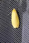 Wittia sororcula