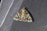 Acronicta rumicis