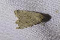 Cosmia trapezina