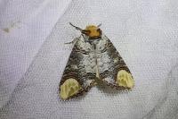 Phalera bucephala