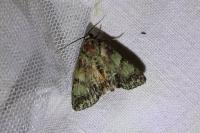 Polyphaenis sericata
