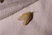 Carcina quercana