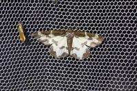 Lomaspilis marginata