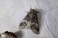 Drymonia querna