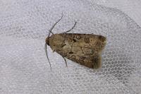 Agrotis segetum