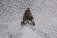 Deltote pygarga