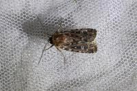Lycophotia porphyrea