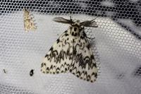Lymantria monacha