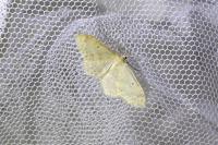 Idaea biselata