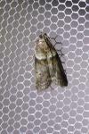 Acrobasis consociella
