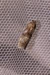 Phycita roborella