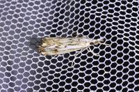 Catoptria falsella