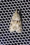 Eudonia mercurella