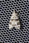 Eudonia delunella