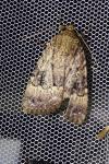 Amphipyra pyramidea