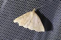 Zanclognatha lunalis