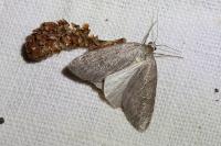 Pachycnemia hippocastanaria