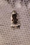 Anacampsis blattariella/populella