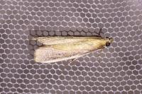 Oncocera semirubella