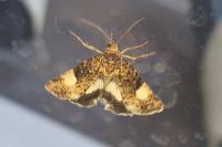 Tyta luctuosa