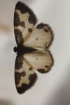 Lomaspilis marginata