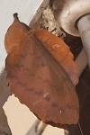 Gastropacha quercifolia