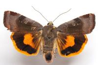 Noctua janthe