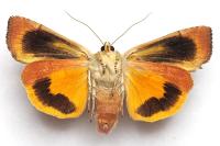 Noctua janthe