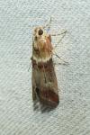 Acrobasis tumidana