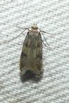 Borkhausenia nefrax