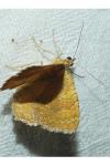 Camptogramma bilineata