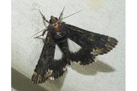 Catephia alchymista