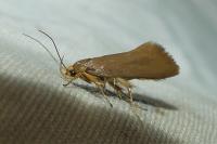 Crassa unitella
